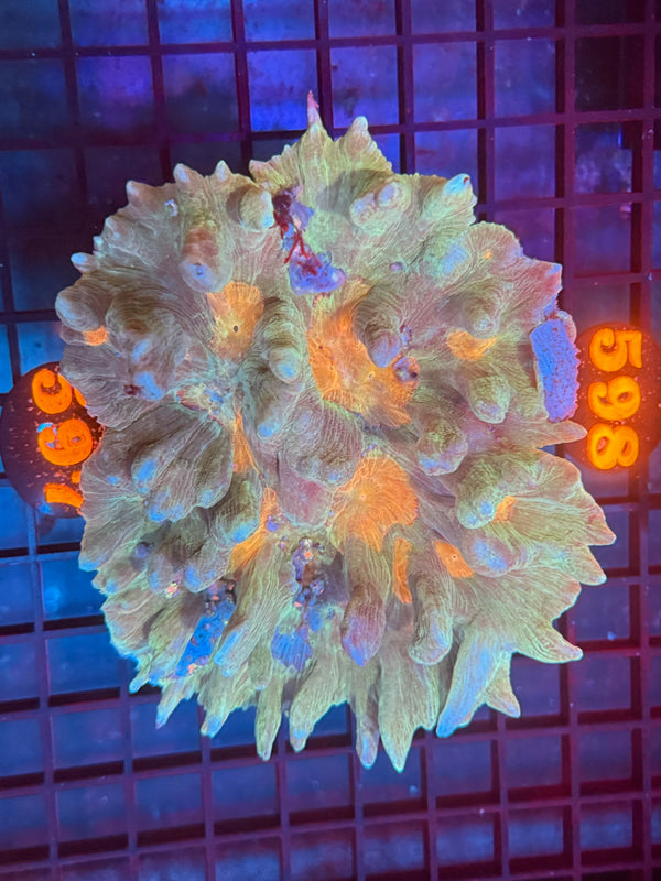 Episode 530 Live Sale Orange Tag #597 PECTINA CORAL