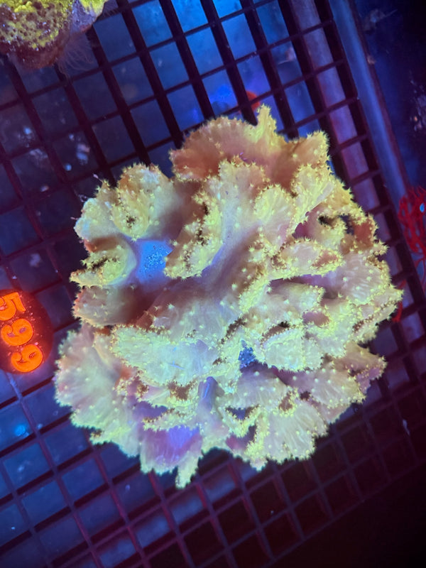 Episode 530 Live Sale Orange Tag #599 CABBAGE LEATHER