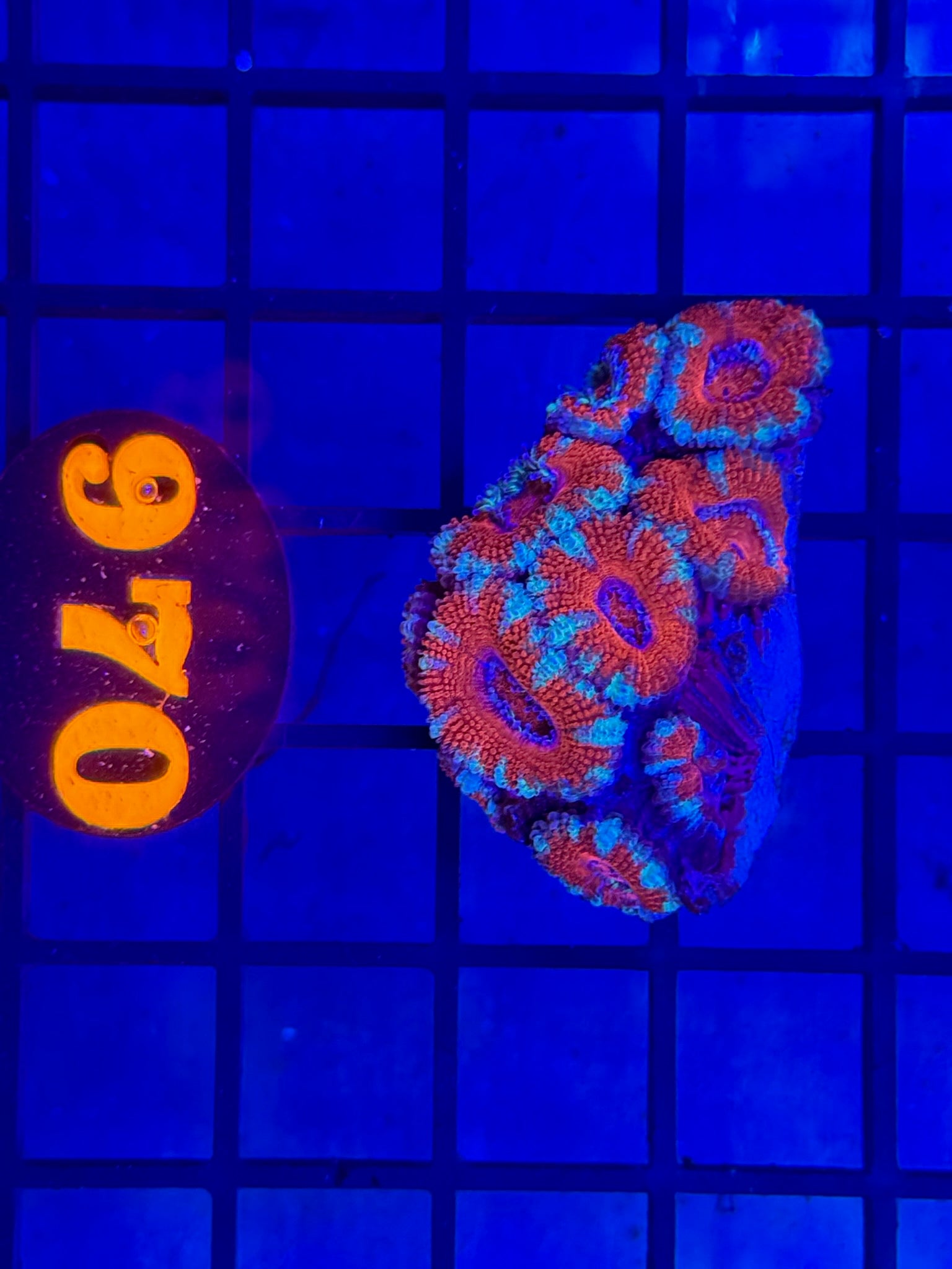 Episode 504 Live Sale Orange Tag #970 ACAN FRAG