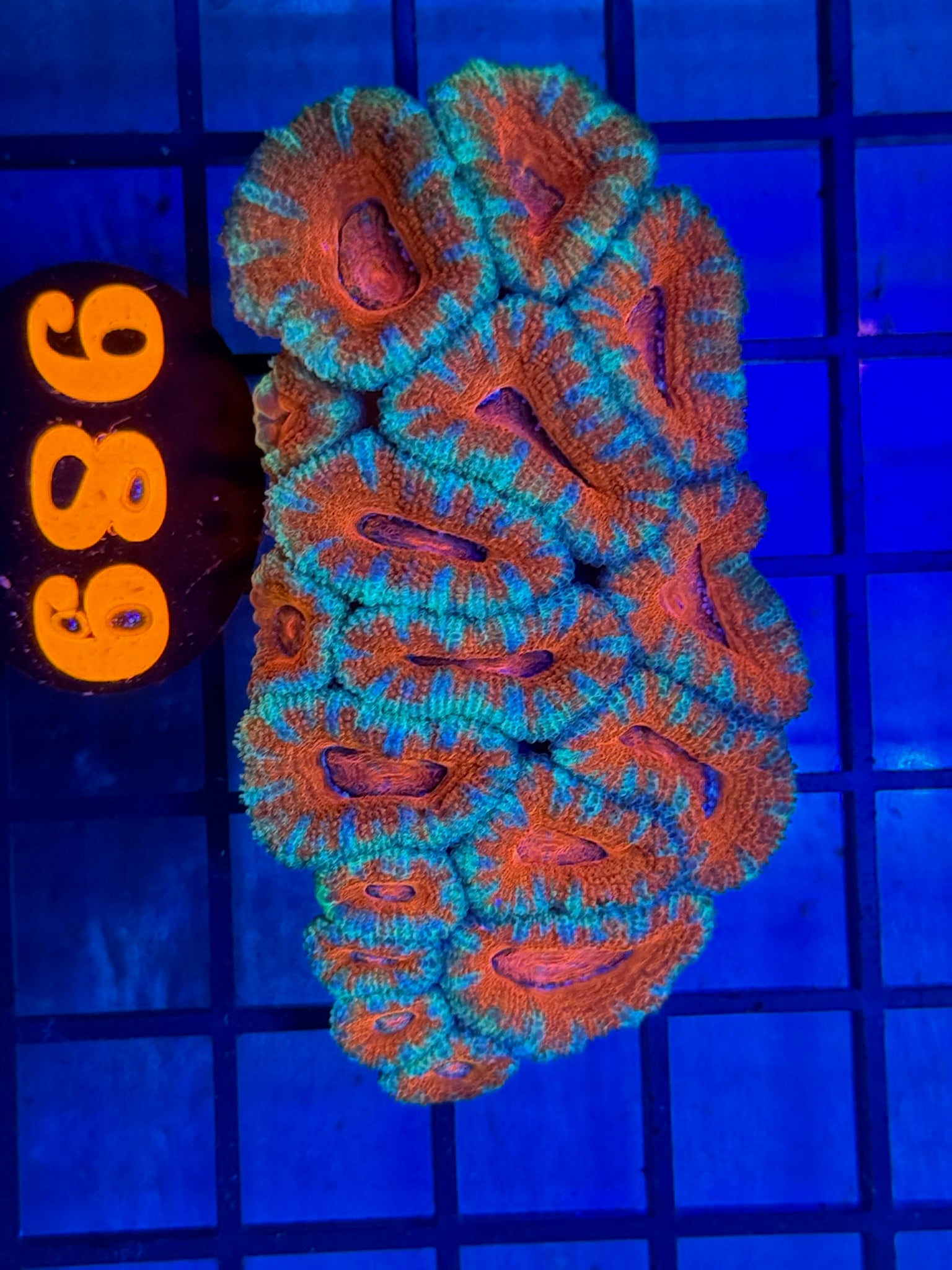Episode 504 Live Sale Orange Tag #989 ACAN COLONY