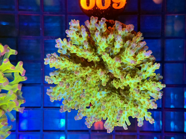 Episode 531 Live Sale Orange Tag #600 INDO ACRO COLONY