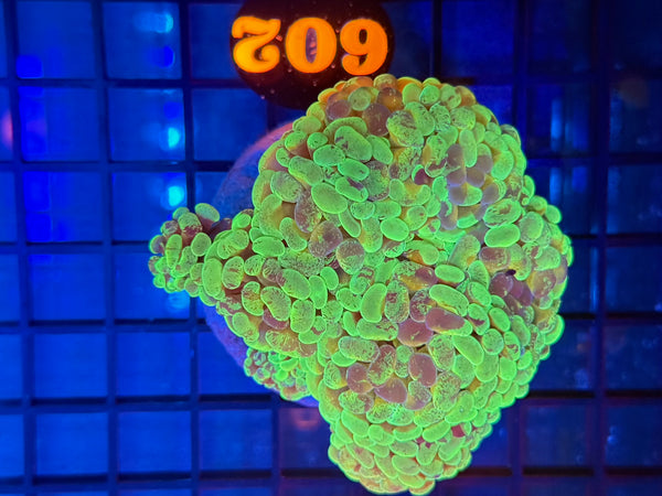 Episode 531 Live Sale Orange Tag #602 TOXIC BRANCHING HAMMER COLONY