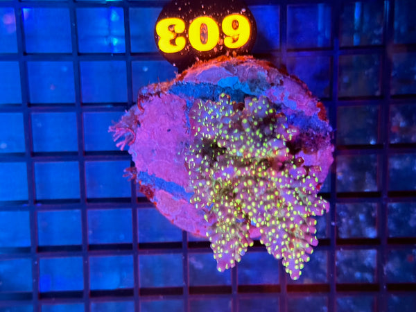 Episode 531 Live Sale Orange Tag #603 TRI COLOR VILLEDA ACRO COLONY