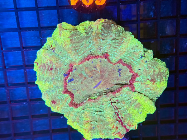 Episode 531 Live Sale Orange Tag #604 ULTRA GREEN ACANTHO