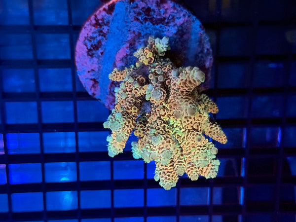 Episode 531 Live Sale Orange Tag #605 MILLIPORA COLONY