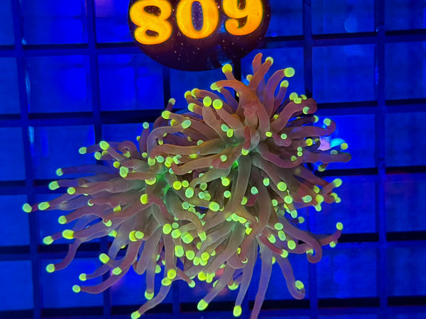 Episode 531 Live Sale Orange Tag #608 INDO JOKERS TORCH