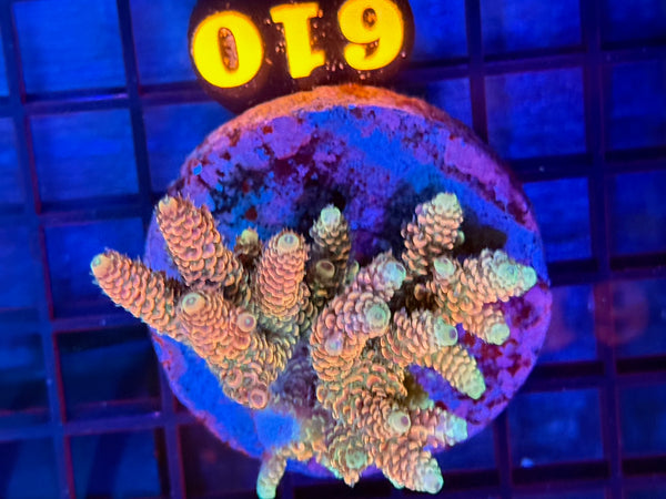 Episode 531 Live Sale Orange Tag #610 MILLIPORA COLONY