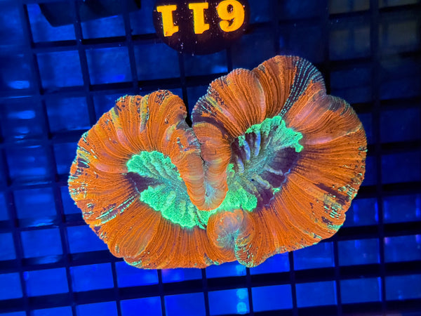 Episode 531 Live Sale Orange Tag #611 ULTRA WELLSO COLONY