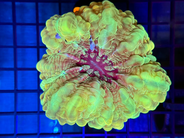 Episode 531 Live Sale Orange Tag #612 ULTRA GREEN CYNRINA BUTTON CORAL