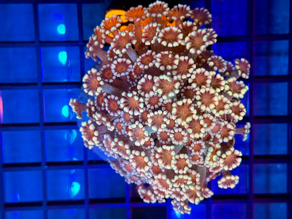 Episode 531 Live Sale Orange Tag #613 MULTI COLOR ALVEPORA COLONY