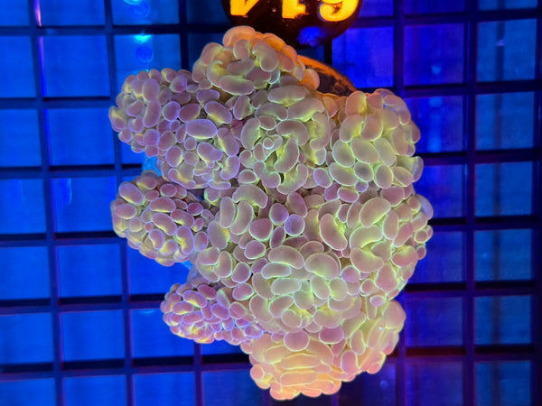 Episode 531 Live Sale Orange Tag #614 BI COLOR BRANCHING HAMMER COLONY