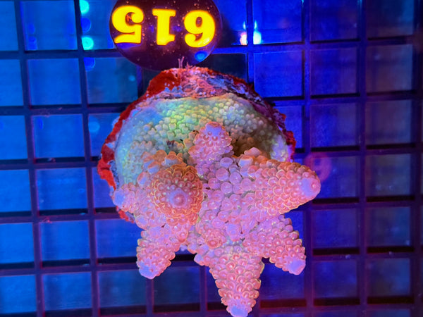 Episode 531 Live Sale Orange Tag #615 ACRO COLONY