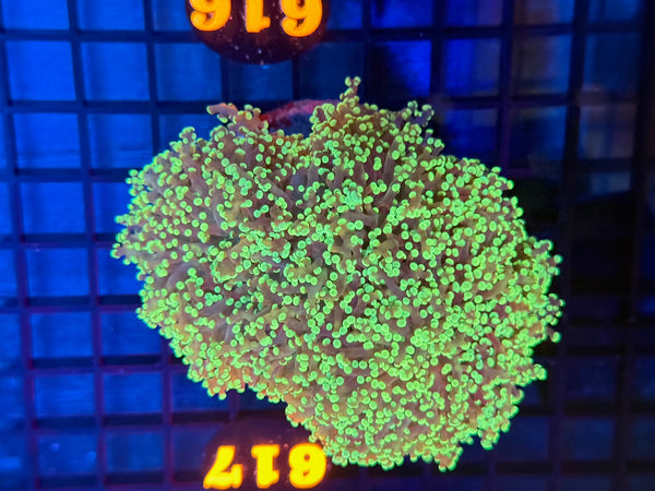 Episode 531 Live Sale Orange Tag #616 ULTRA FROGSPAWN COLONY