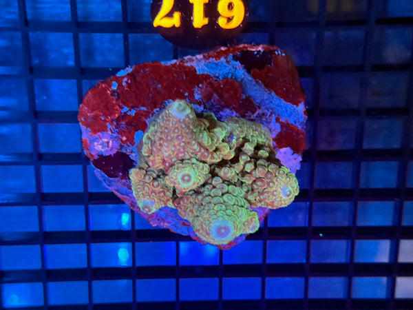 Episode 531 Live Sale Orange Tag #617 ACRO COLONY