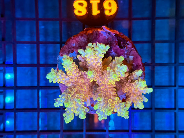 Episode 531 Live Sale Orange Tag #618 ACRO COLONY