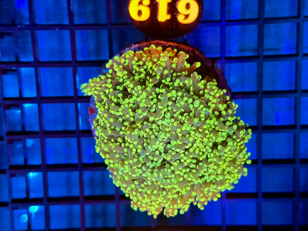 Episode 531 Live Sale Orange Tag #619 ULTRA FROGSPAWN COLONY