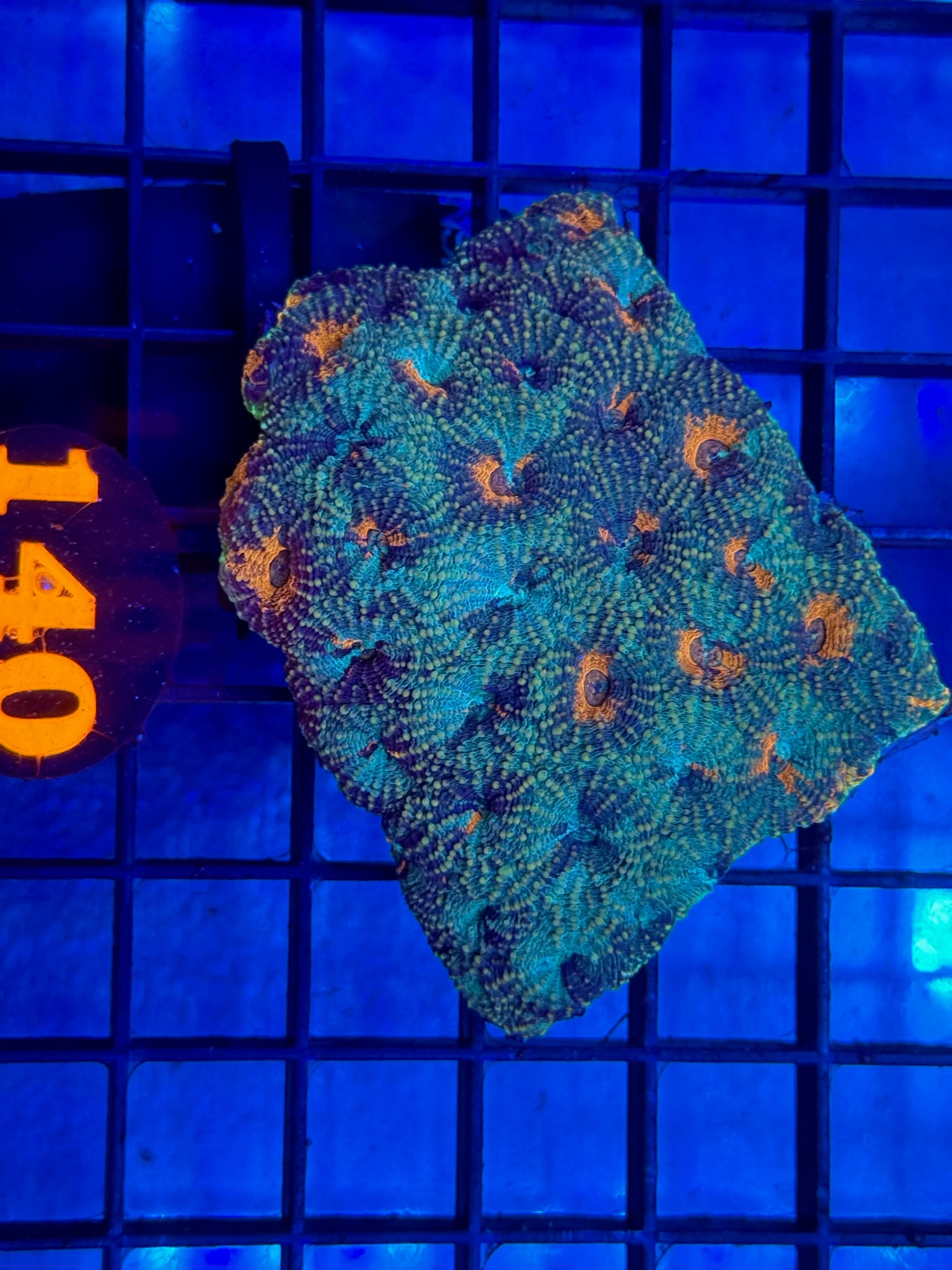 Episode 505 Live Sale Orange Tag #140 MULTI COLOR ECHINATA