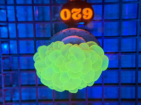 Episode 531 Live Sale Orange Tag #620 ULTRA GREEN BUBBLE CORAL
