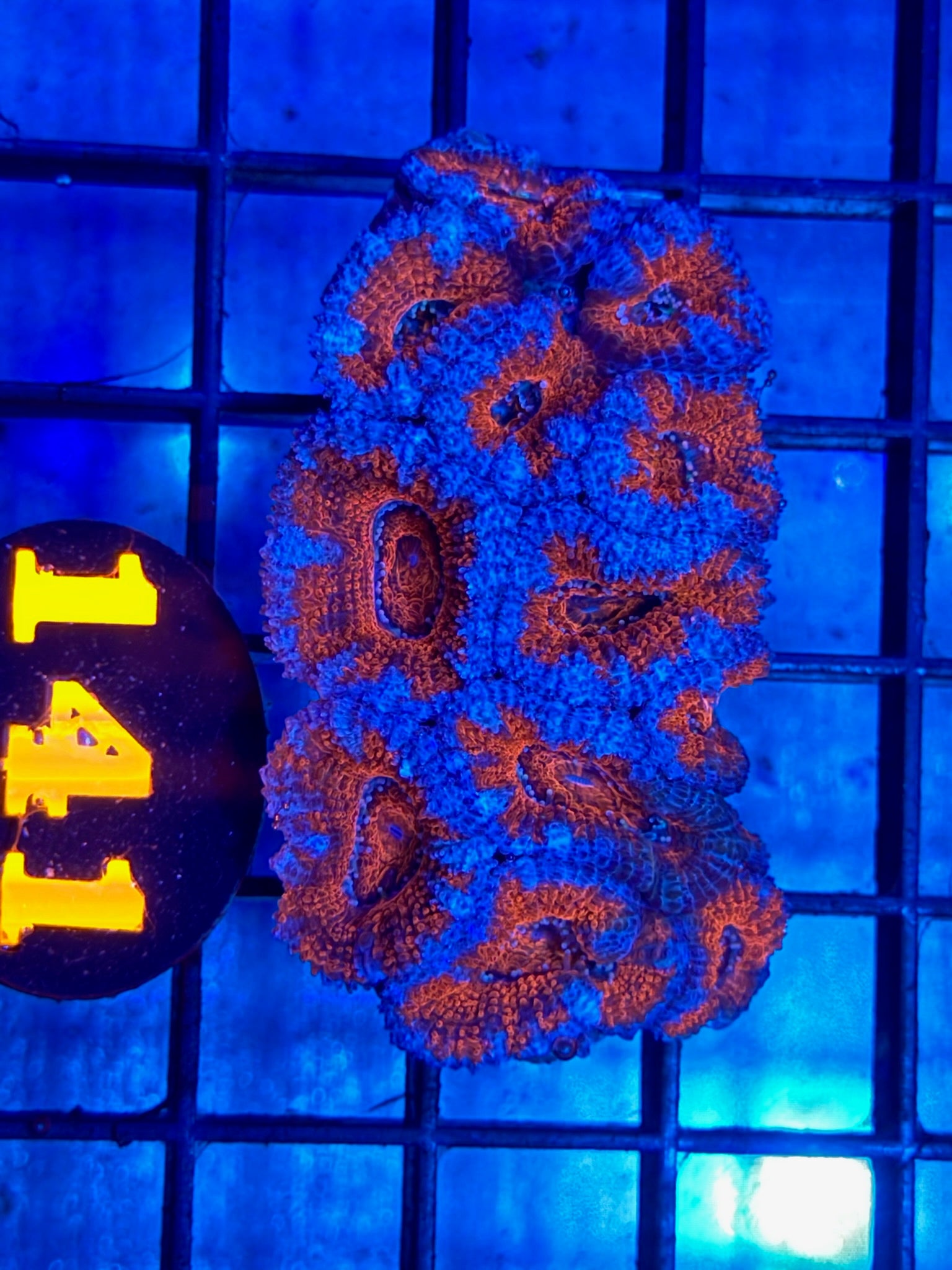 Episode 505 Live Sale Orange Tag #141 ACAN FRAG