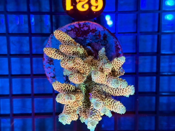 Episode 531 Live Sale Orange Tag #621 MILLIPORA COLONY