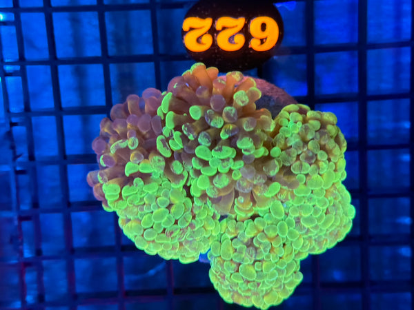 Episode 531 Live Sale Orange Tag #622 BI COLOR BRANCHING HAMMER COLONY