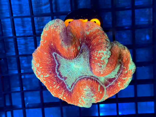Episode 531 Live Sale Orange Tag #623 ULTRA WELLSO COLONY