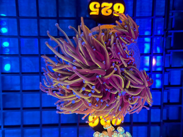 Episode 531 Live Sale Orange Tag #625 ULTRA NEW YORK KNICKS TORCH COLONY