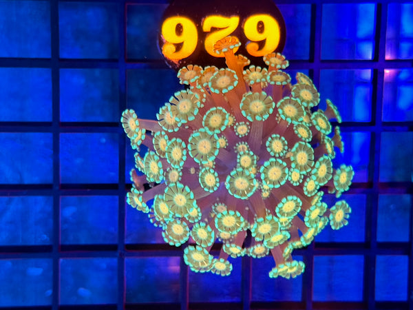 Episode 531 Live Sale Orange Tag #626 MULTI COLOR ALVEPORA COLONY