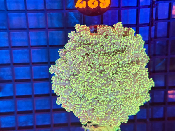 Episode 531 Live Sale Orange Tag #627 ULTRA FROGSPAWN COLONY