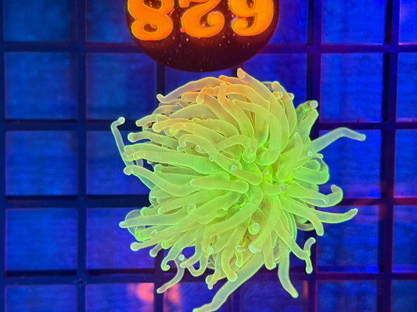 Episode 531 Live Sale Orange Tag #628 ULTRA HULK INDO TORCH