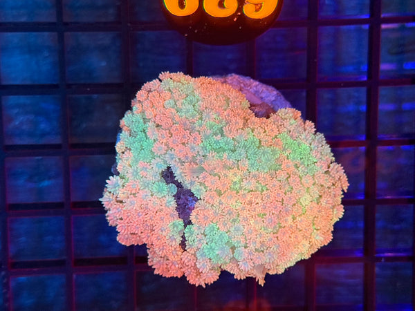 Episode 531 Live Sale Orange Tag #629 RAINBOW FLOWERPOT COLONY