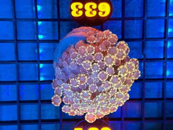Episode 531 Live Sale Orange Tag #633 MULTI COLOR ALVEPORA COLONY