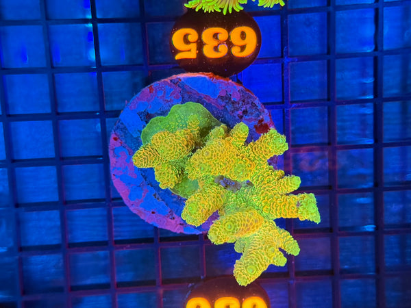 Episode 531 Live Sale Orange Tag #635 MILLIPORA COLONY