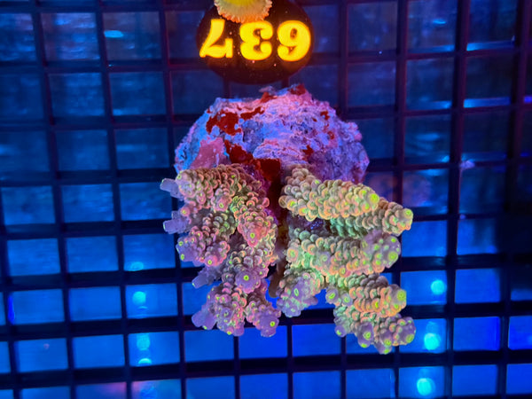 Episode 531 Live Sale Orange Tag #637 ACRO COLONY