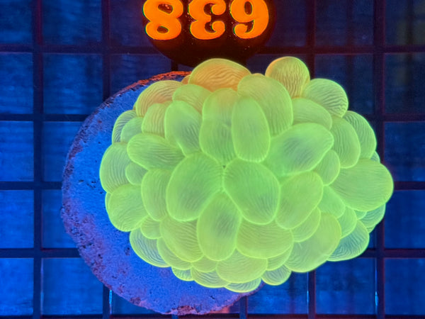 Episode 531 Live Sale Orange Tag #638 ULTRA GREEN BUBBLE CORAL