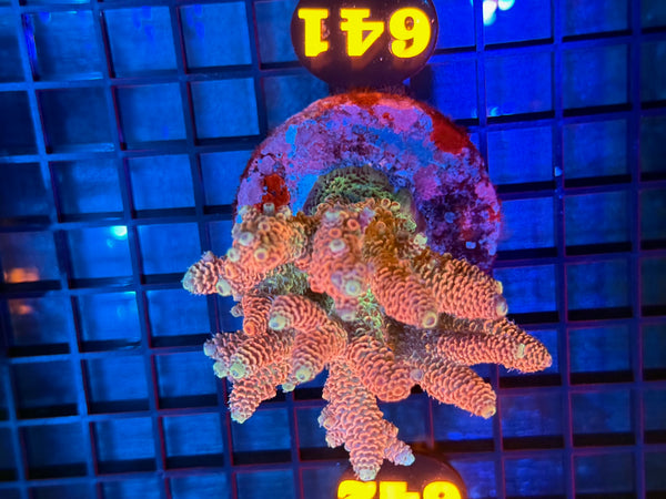 Episode 531 Live Sale Orange Tag #641 MILLIPORA COLONY