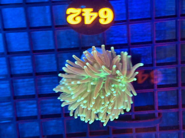 Episode 531 Live Sale Orange Tag #642 HULK TORCH