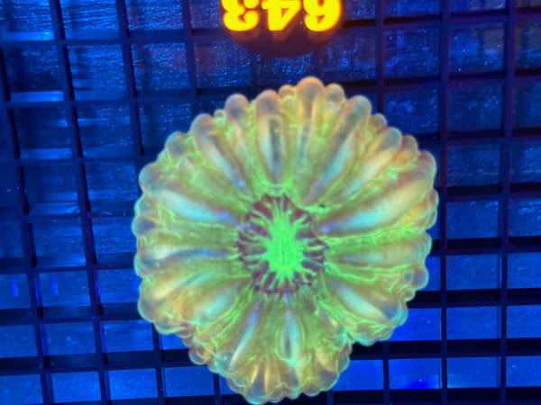 Episode 531 Live Sale Orange Tag #643 ULTRA GREEN CYNRINA BUTTON CORAL