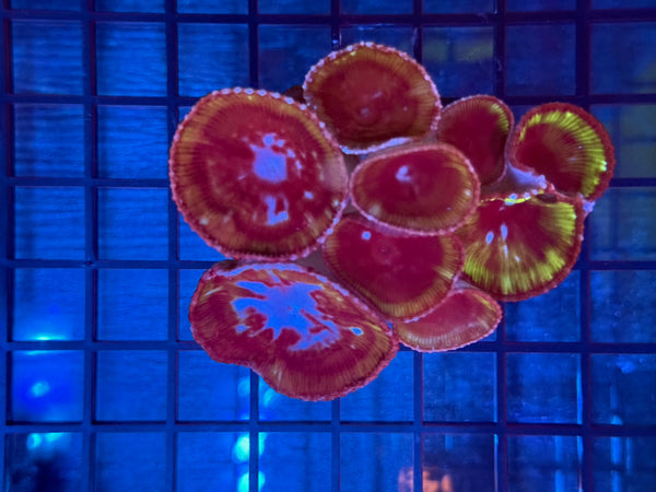 Episode 531 Live Sale Orange Tag #644 GIANT SOLOMON ISLAND POLYPS