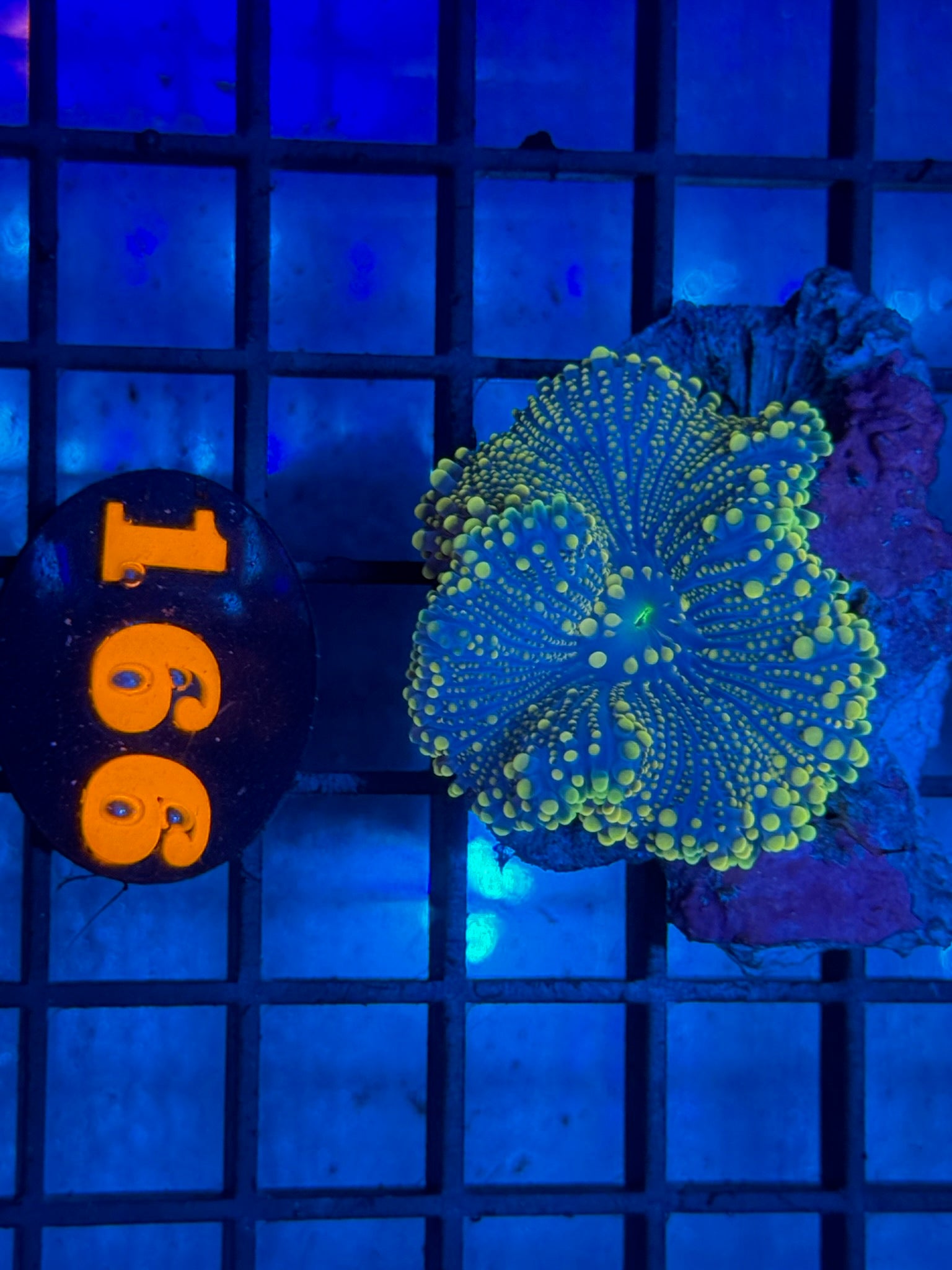 Episode 505 Live Sale Orange Tag #166 RARE INDO BUBBLE YUMA CORAL