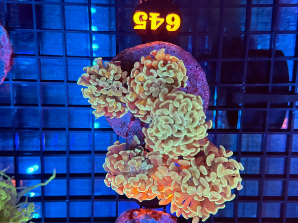 Episode 531 Live Sale Orange Tag #645 BI COLOR BRANCHING HAMMER COLONY