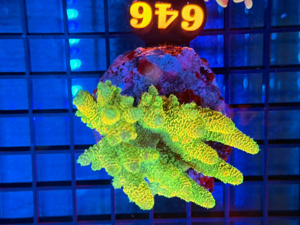 Episode 531 Live Sale Orange Tag #646 MILLIPORA COLONY