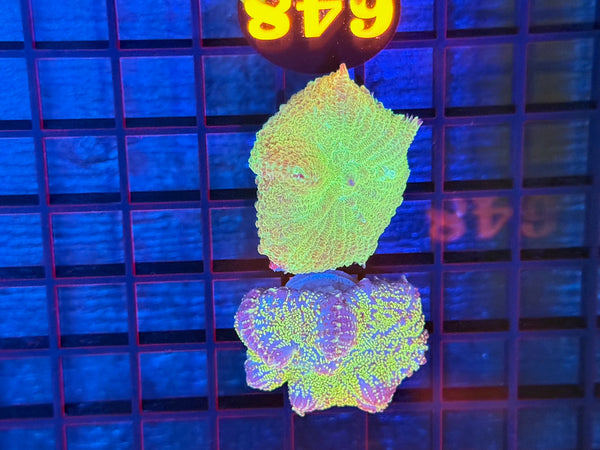 Episode 531 Live Sale Orange Tag #648 2 LOT MUSHROOM PACK