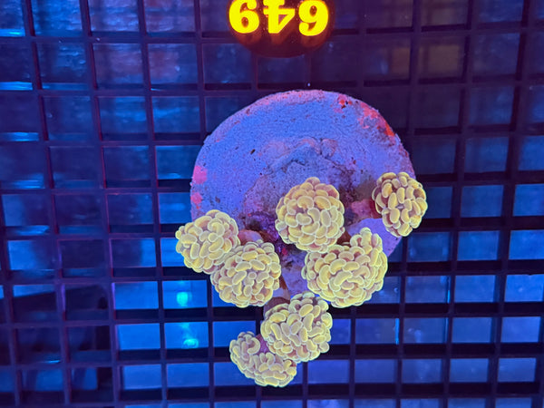 Episode 531 Live Sale Orange Tag #649 BI COLOR BRANCHING HAMMER COLONY