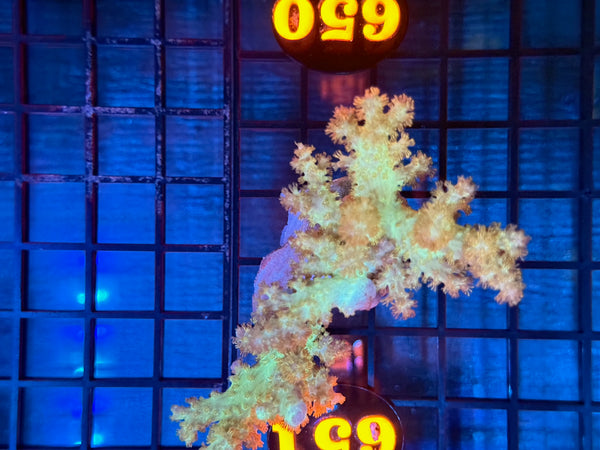 Episode 531 Live Sale Orange Tag #650 GREEN LEATHER FRAG