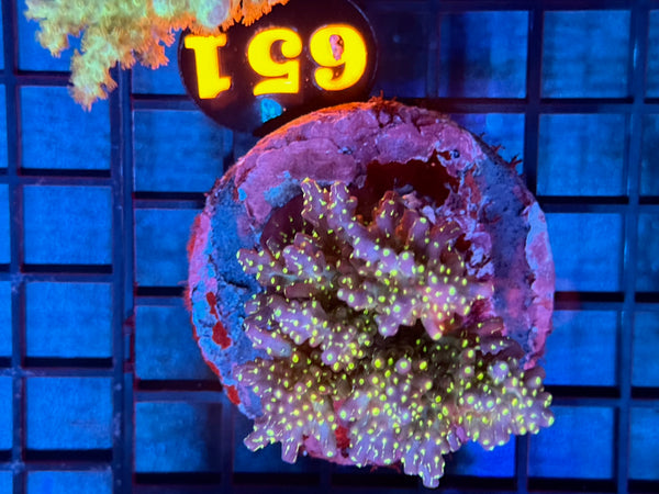 Episode 531 Live Sale Orange Tag #651 TRI COLOR VILLEDA ACRO COLONY