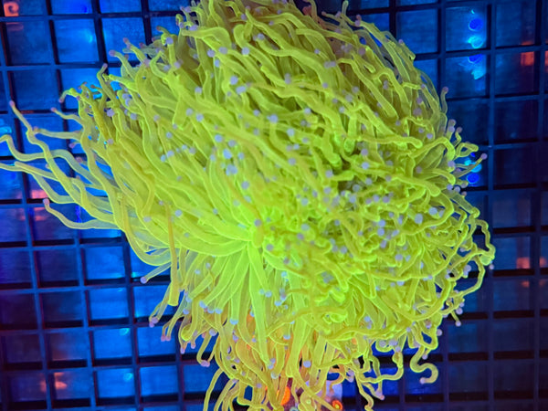 Episode 531 Live Sale Orange Tag #652 ULTRA TODDS TORCH COLONY