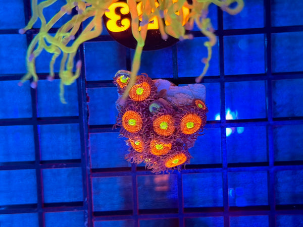 Episode 531 Live Sale Orange Tag #653 DESIGNER ZOA FRAG