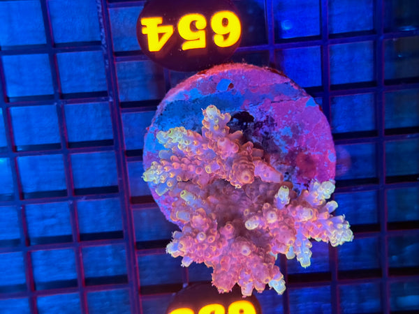 Episode 531 Live Sale Orange Tag #654 ACRO COLONY