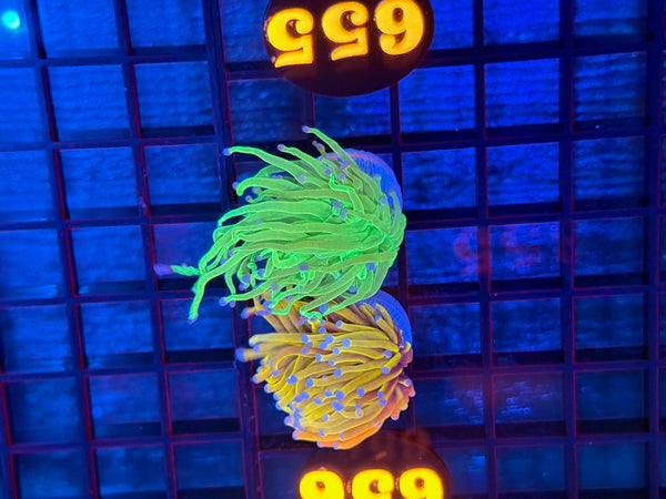 Episode 531 Live Sale Orange Tag #655 2 LOT TORCH PACK